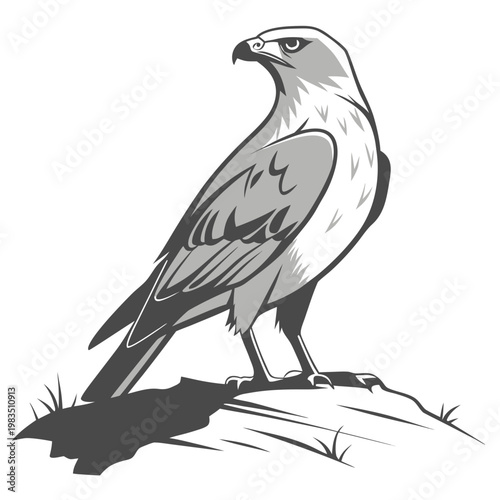 Hawk standing on a rock bird wildlife