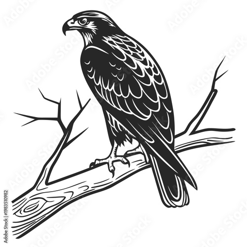 Black Hawk on Branch perched bird wings