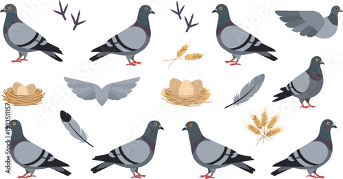 Pigeon vector set featuring birds, feathers, nests with eggs and wheat elements in flat cartoon style collection