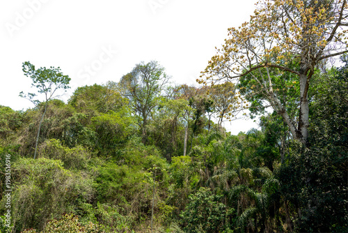 Dense tropical rainforest with lush trees and vegetation, rich jungle canopy and diverse foliage, isolated against a transparent background, for a natural landscape and tropical environment concept.