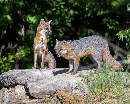 A mated pair of Gray Foxes