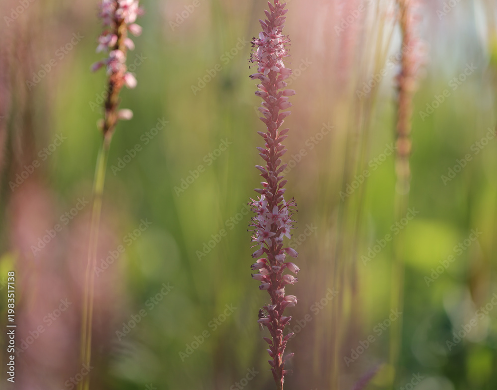 Fototapeta premium blühende Pflanzen im Sommer