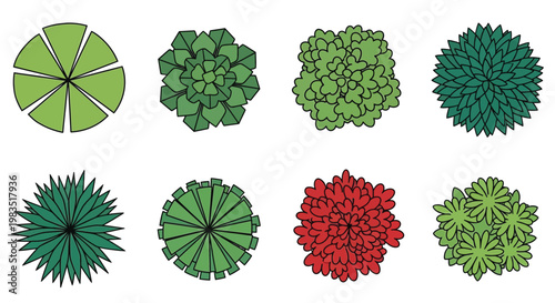 Aerial view of colorful succulent plants in a minimalist style