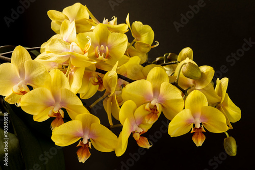 Fotografie A profusely blooming yellow Phalaenopsis orchid with many flower shoots (spikes)