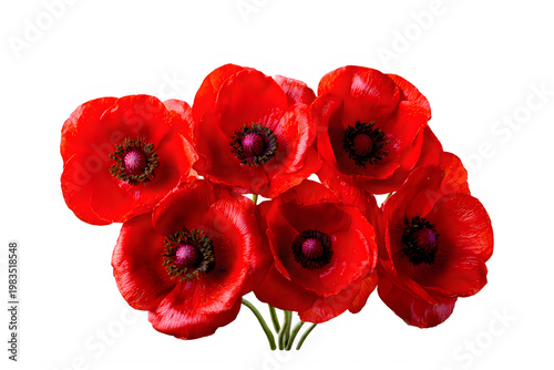 A bouquet of vibrant red poppies isolated on transparent background