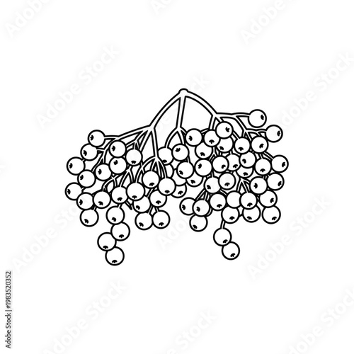 Rowan Berry Branch Cluster Black and White Vector Illustration