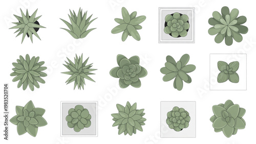 Collection of stylized geometric succulent plant illustrations in a grid layout Vector