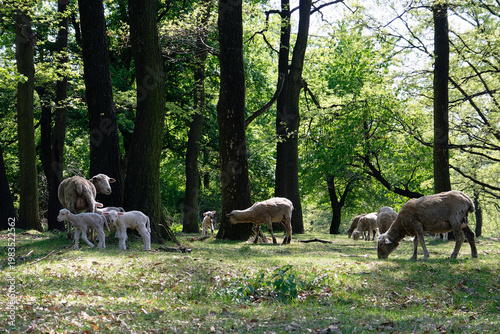 Sheep and lambs eat grass in a forest