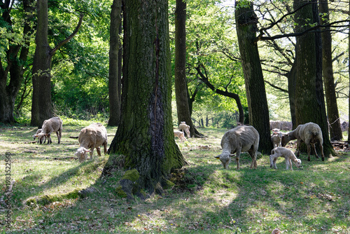 Sheep graze under trees in a sunny field