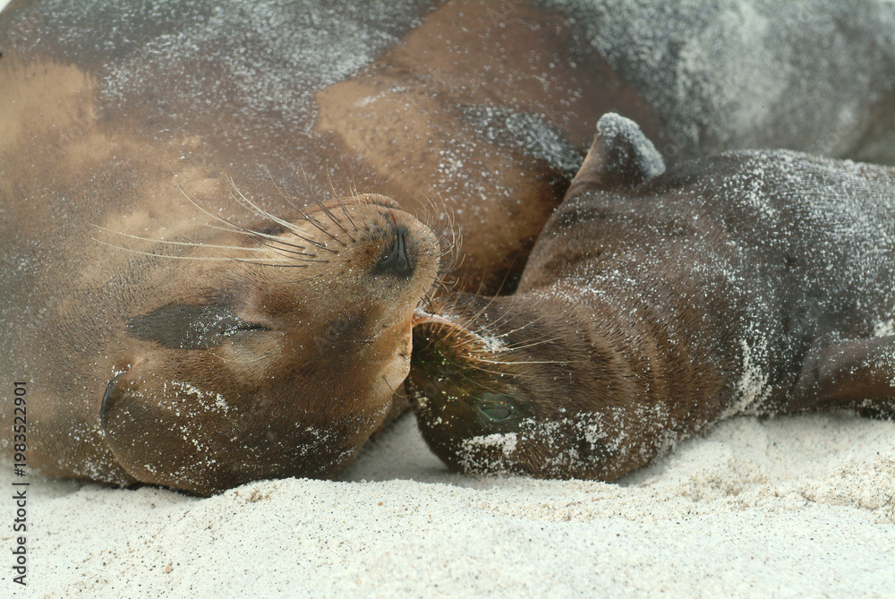 Fototapeta premium Cuddly Mama and Baby Galapagos Sea Lions