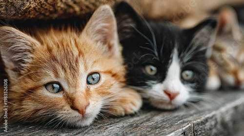 A group of adorable kittens...