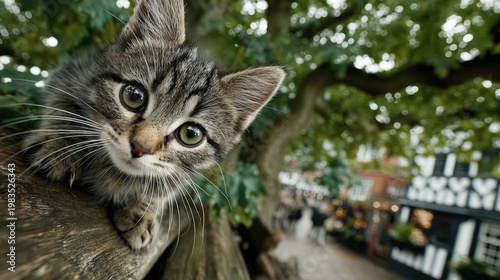 A kitten stuck in a tree, l...