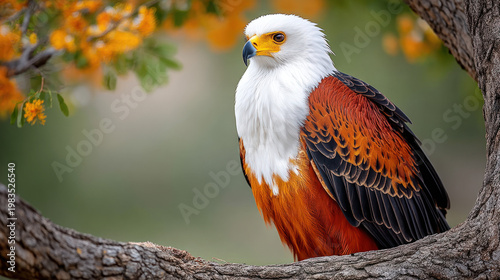 African fish eagle perched ...