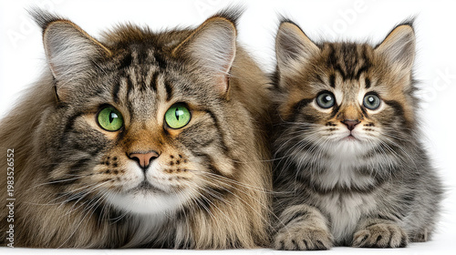 An adult cat and a kitten i...