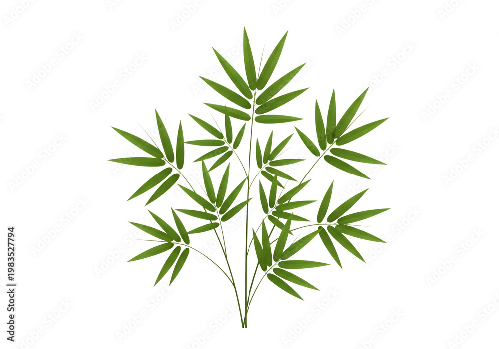 Fototapeta premium Green bamboo plant with multiple stems and pointed leaves arranged in a cluster isolated on a transparent background