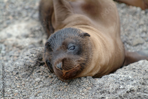 Baby Galapagos Sea Lion