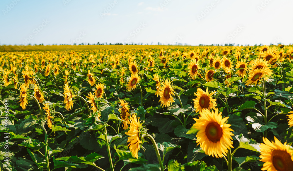 Fototapeta premium A field full of sunflowers stands tall under a bright sky. The flowers tilt towards the sun, showcasing their yellow petals surrounded by green leaves in a warm atmosphere.