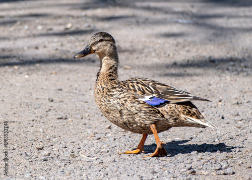 Female Mallard Duck Walking on Gravel Path