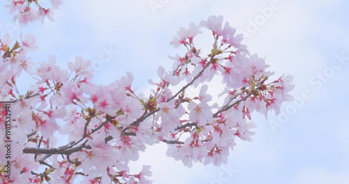 春の訪れを感じる桜の蕾と満開のソメイヨシノ