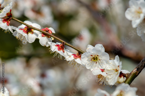 Macro Shot of White Plum Blossoms with Red Sepals on a Branch