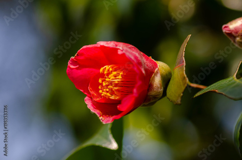 Macro of Red Camellia Flower Bud in Spring Garden