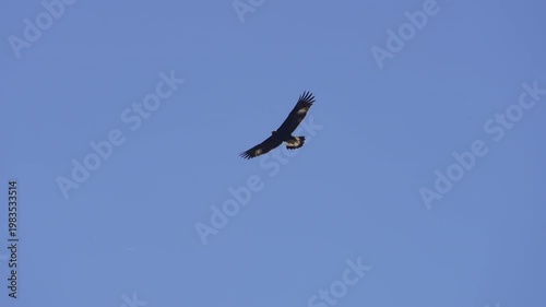 Looking up at a Golden Eagle as it glides overhead in the Utah wilderness.