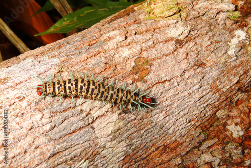 Large (six inches) Amazon Centipede