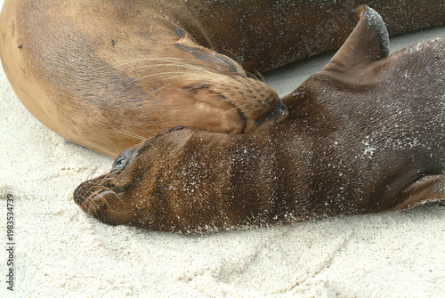 Galapagos Sea Lion Friends
