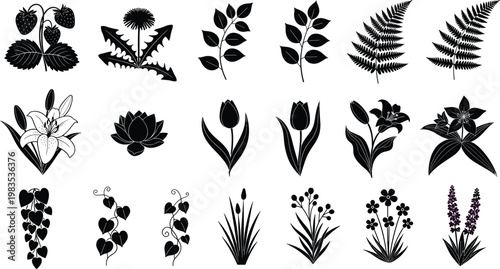 Collection of black and white botanical illustrations of flowers and leaves.