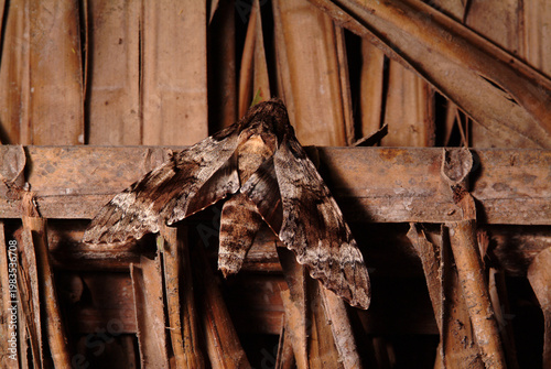 Huge Moth About Six Inches in Diameter, Amazon