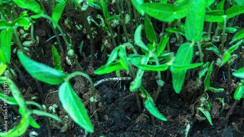 Time Lapse of Seeds Germinating in Soil with Sprouting Seedlings and Organic Growth.