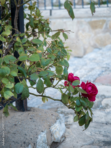 Red climbing roses blooming on stone wall