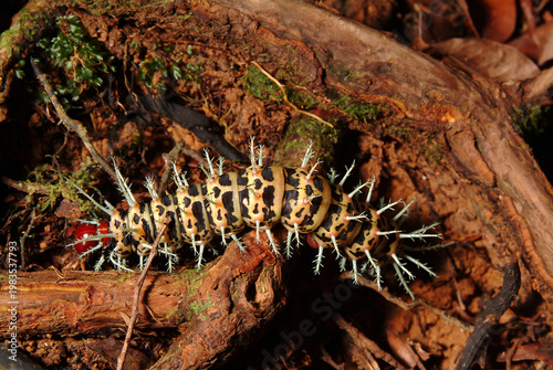 Large (six inches) Amazon Centipede