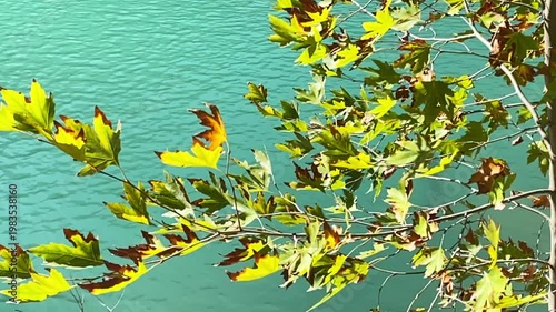 Vibrant Green Maple Leaves Above Turquoise Water Surface.
