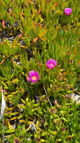 Camera movement toward blooming ice plant flowers in sunny greenery.
