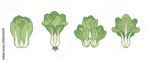 bok choy flat color isometric vector