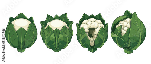 cauliflower flat color isometric vector