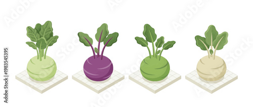 kohlrabi flat color isometric vector