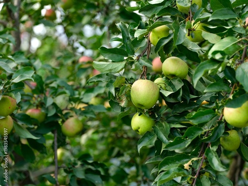 Apple orchard with many apples on tree branches