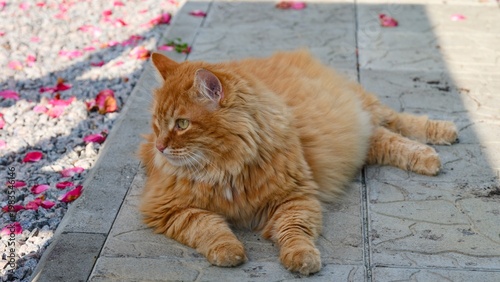 A fluffy ginger cat lying on a paving tiles next to scattered pink flower petals.