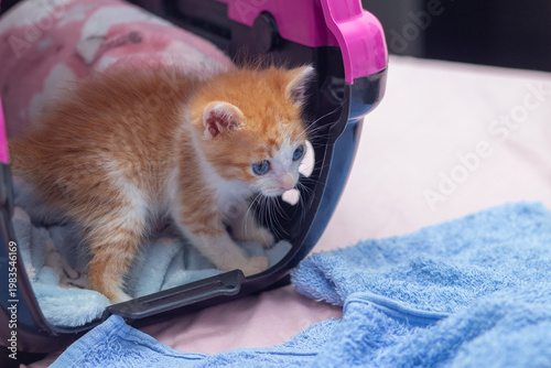 Um gatinho filhote, fofinho, dentro de uma caixa de transporte aberta,