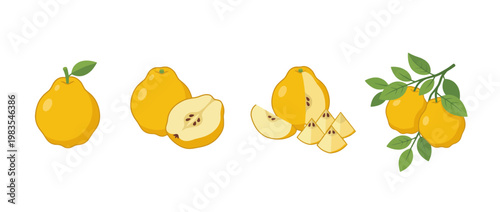 quince flat color isometric vector