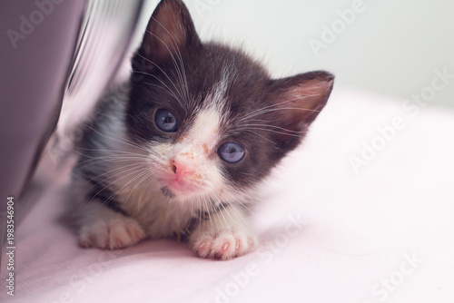 Um gato filhote, frajola, de olhos azuis, deitado na cama com lençol cor-de-rosa, ao lado da caixinha de transporte.