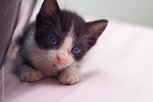 Um gato filhote, frajola, de olhos azuis, deitado na cama com lençol cor-de-rosa, ao lado da caixinha de transporte.