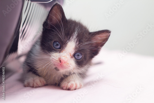 Um gato filhote, frajola, de olhos azuis, deitado na cama com lençol cor-de-rosa, ao lado da caixinha de transporte.