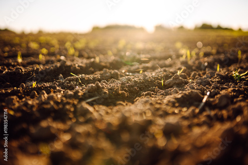 Tableau sur toile Close-up of an agricultural field with fertile black soil at sunset