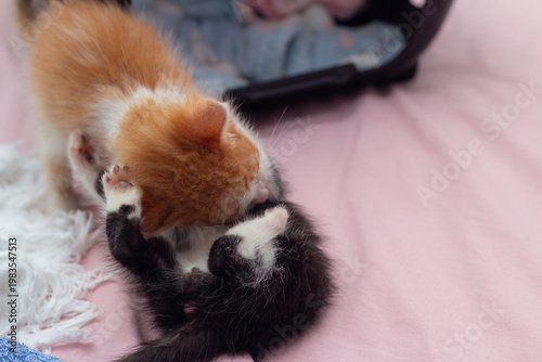 Close de dois pequenos gatos filhotes interagindo de forma ativa e divertida