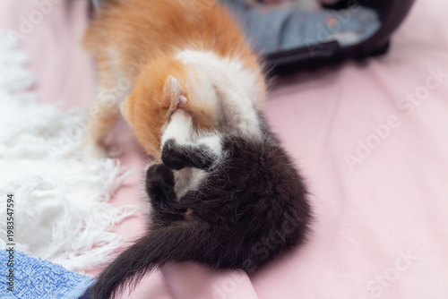 Filhotes de gato doméstico (Felis catus) simulando luta e mordidas lúdicas