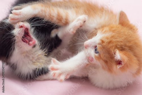 Dois gatinhos fofinhos e peludos brincando. Um laranjinha e outro frajola.
