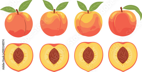 Illustration of Fresh Peaches with Leaves and Cross-Section Showing Pit, Summer Fruit, Healthy Food, and Organic Designs